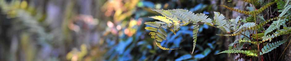 Grün-Weiss Rott Karnevalsgesellschaft e.V.